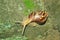 Snail walks very slowly .