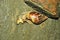 Snail walks very slowly . eating apple piece .