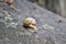 A snail on a wall