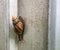 snail in the wall.