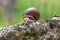 Snail on a wall