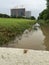 Snail on the wall over flooded bayou