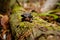 Snail wanders along mossy fallen tree trunk in Muir Woods