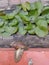 A snail was walking to lotus leaves at fence of house, Bangkok Thail;and