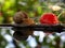 Snail in water and cherry