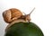 Snail on watermelon. Helix pomatia.