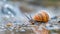 a Snail on wet floor closeup photo