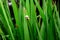 Snail on a wet leaf after rain