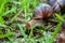 Snail on a white background