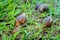 Snail on a white background