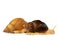 Snail on white background. Achatina Snail. Home cosmetologist. Two snails together. Home pet