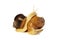 Snail on white background. Achatina Snail. Home cosmetologist. Two snails together. Home pet