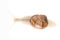 Snail white background animal brown. macro