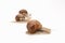 Snail white background animal brown. slimy