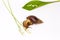 Snail on a white background and forest flowers