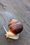 Snail with a white body moves along an old black wooden plank after rain