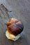 Snail with a white body moves along an old black wooden plank after rain