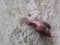 Snail on white painted concrete block garden wall creeping slowly