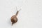 Snail on white wall