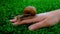 Snail on a woman hand,natural cosmetic,beauty skin care