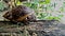 snail on wood.  common garden snail climbing chunks, edible snail or escargot, it is a large, edible and breathable kind of soil.