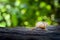 Snail on a wood log blurred background