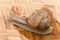 Snail on the wooden background