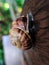 snail on a wooden foundation macro photography