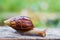 Snail on the wooden in the garden