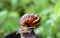 Snail on the wooden in the garden