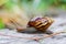 Snail on the wooden in the garden