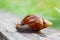 Snail on the wooden in the garden