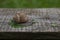 Snail wooden plank closeup background nature