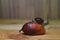 Snail in wooden table background