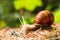 Snail in the woods