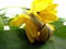 Snail on yellow flower