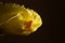 Snail on yellow okra flower.