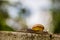 Snaile on the Concrete wall in macro close-up blurred background