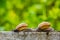 Snaile on the Concrete wall in macro close-up blurred background