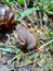 Snails Bekicot, Achatina fulica, African giant snail, Archachatina marginata in with natural background