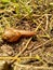 Snails Bekicot, Achatina fulica, African giant snail, Archachatina marginata in with natural background