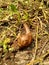 Snails Bekicot, Achatina fulica, African giant snail, Archachatina marginata in with natural background