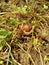 Snails Bekicot, Achatina fulica, African giant snail, Archachatina marginata in with natural background