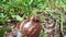 Snails Bekicot, Achatina fulica, African giant snail, Archachatina marginata in with natural background