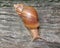 Snails are classified as invertebrates. It is an ancient animal that originated in the middle of the Carboniferous period.