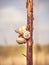 Snails climbing on a branch close to the beach