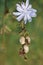 Snails climbing a flower stem