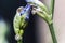 Snails climbing iris plant buds