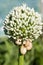 Snails climbing on Onion Flower at sunset