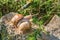 Snails climbing on the rock